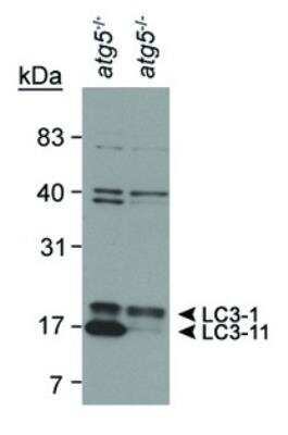 Western Blotting of LC3 in Mouse ES Cell Lysates